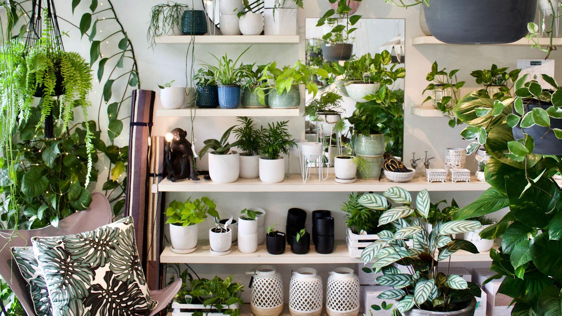 indoor plants newtown