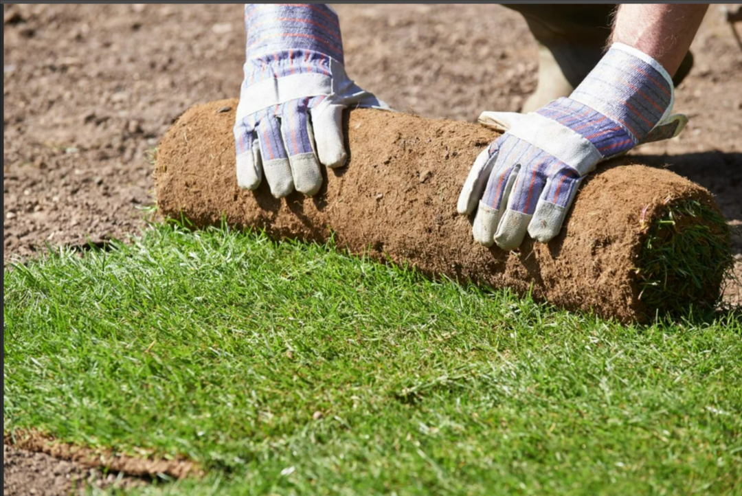lawn laying