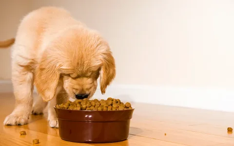 cheap dog food