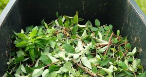 green waste collection