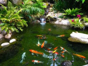wallpaper-koi-fish-Biological-Science-Picture-Directory-.jpg