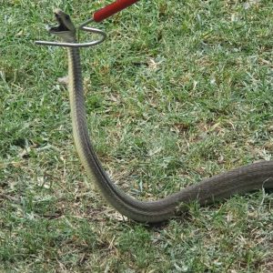 Snake Catcher Near Me