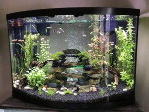 custom built fish tanks