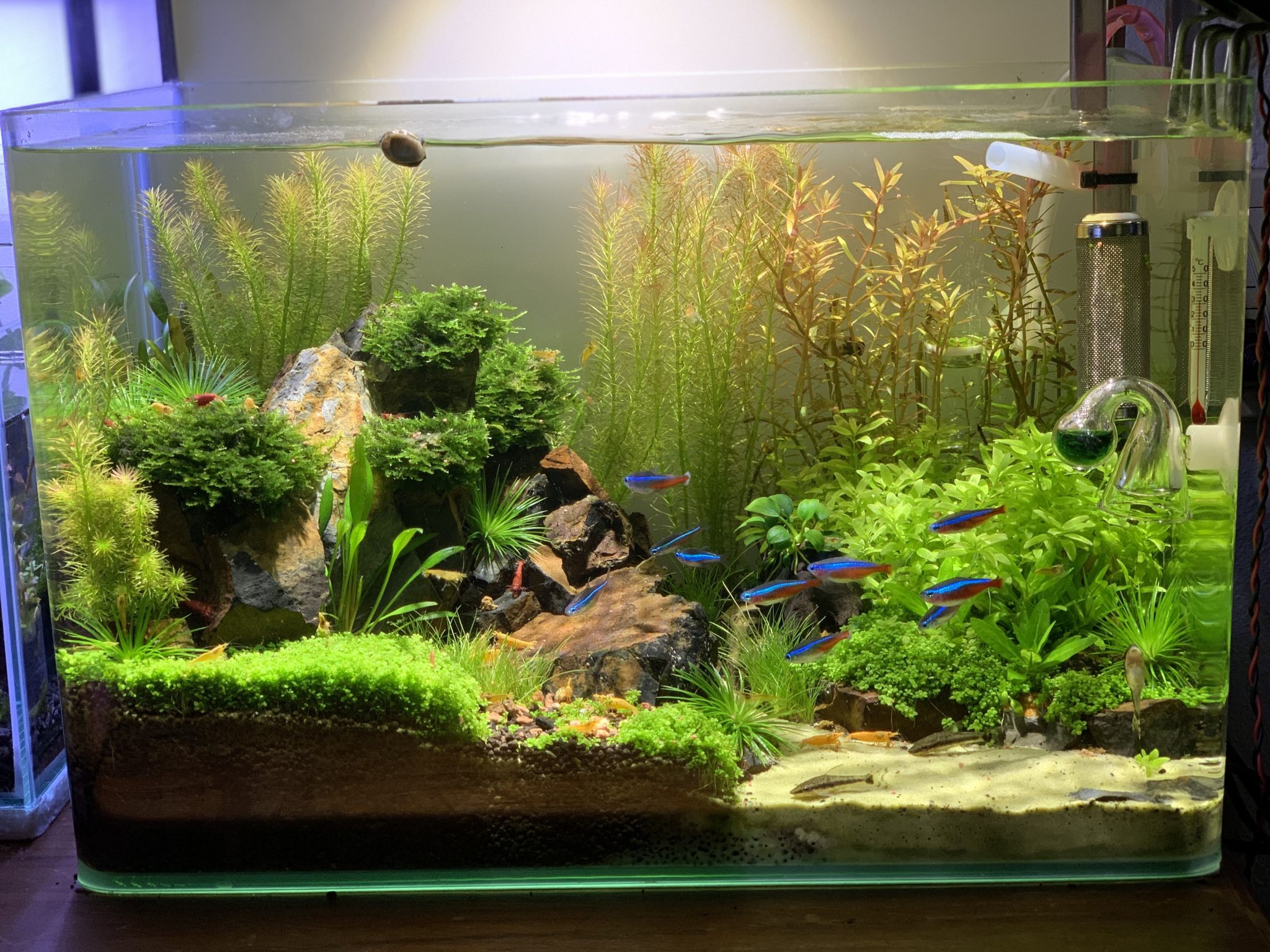 What Accessories Fish Tank Owners Should Consider For A Healthy Setup ...